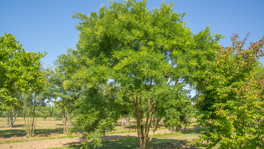 Styphnolobium japonicum 'Regent' mehrstämmige Schirmform