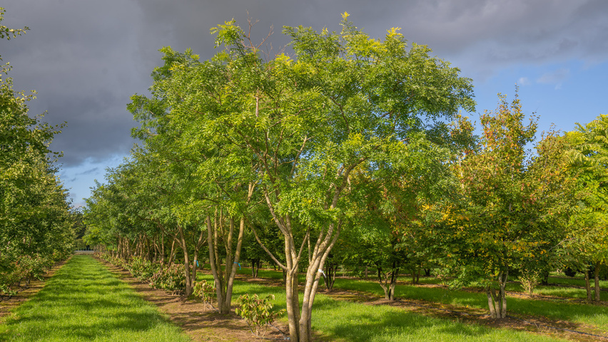 Styphnolobium japonicum 'Regent' mehrstämmige Schirmform