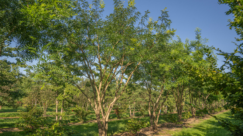 Styphnolobium japonicum 'Regent' mehrstämmige Schirmform