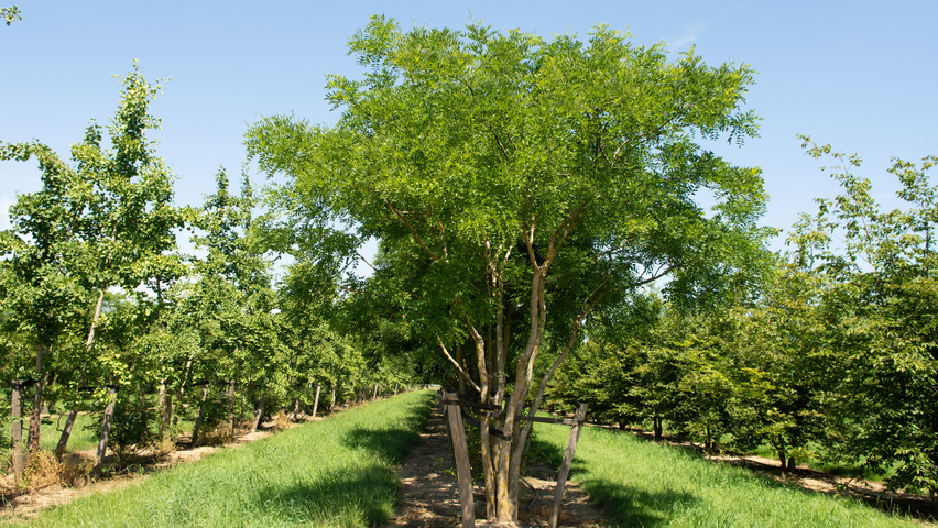 Styphnolobium japonicum 'Regent' mehrstämmige Schirmform