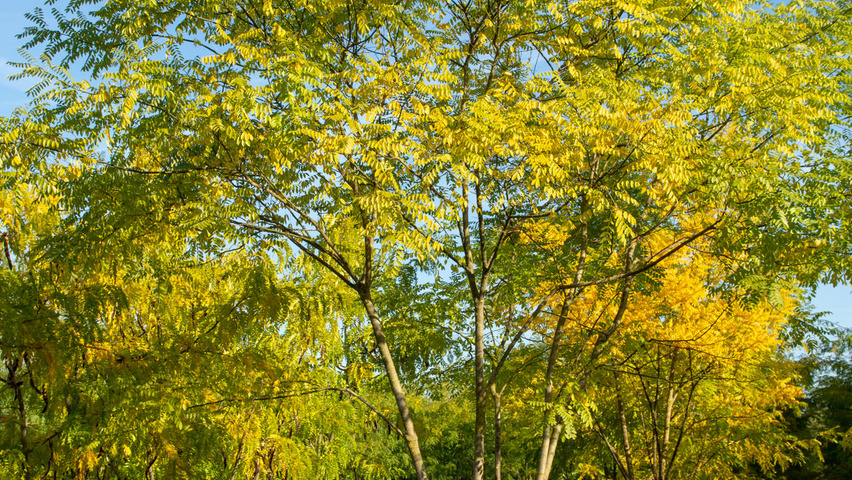 Styphnolobium japonicum 'Regent' mehrstämmige Schirmform