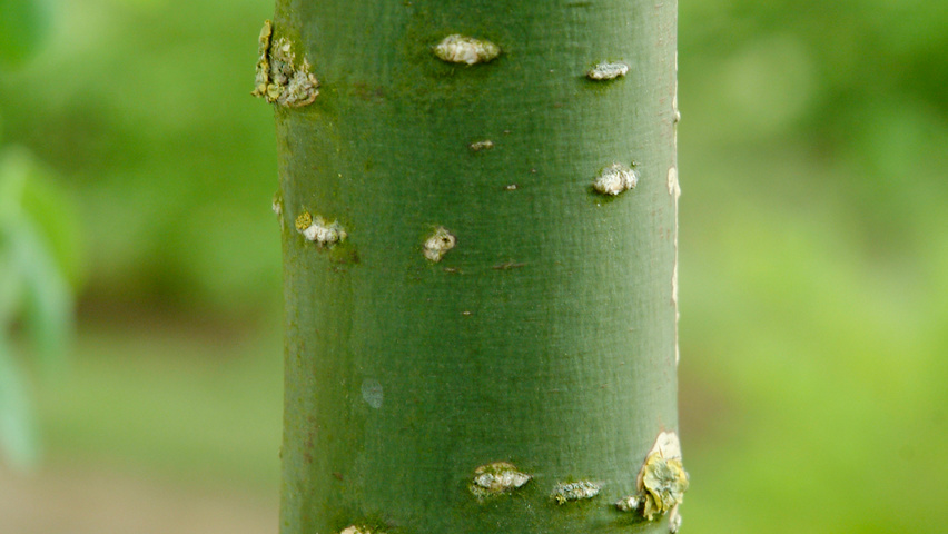 Styphnolobium japonicum rameaux