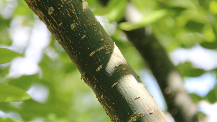 Styphnolobium japonicum rameaux