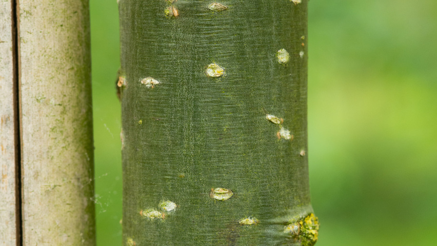 Styphnolobium japonicum var. pubescens kora