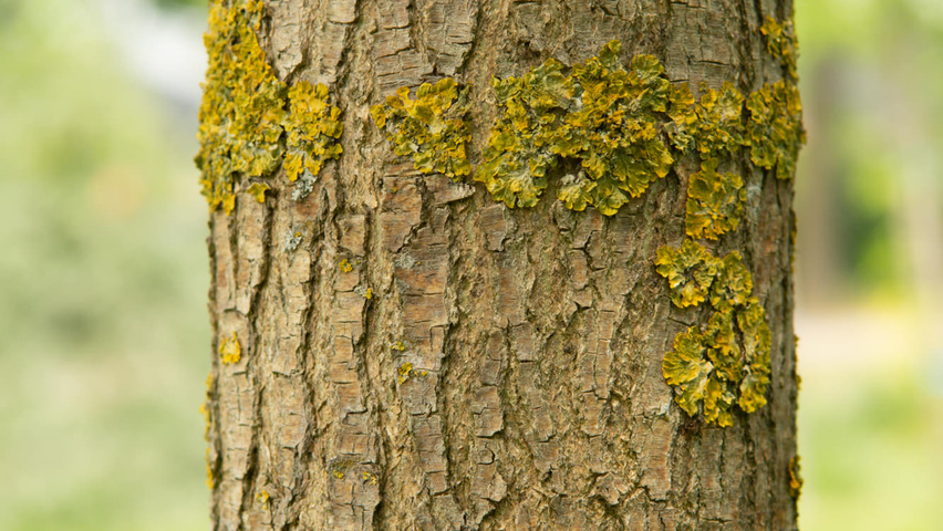 Styphnolobium japonicum var. pubescens kora