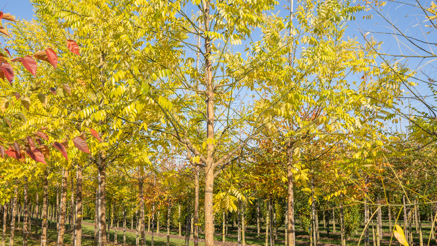 Styphnolobium japonicum var. pubescens pienne