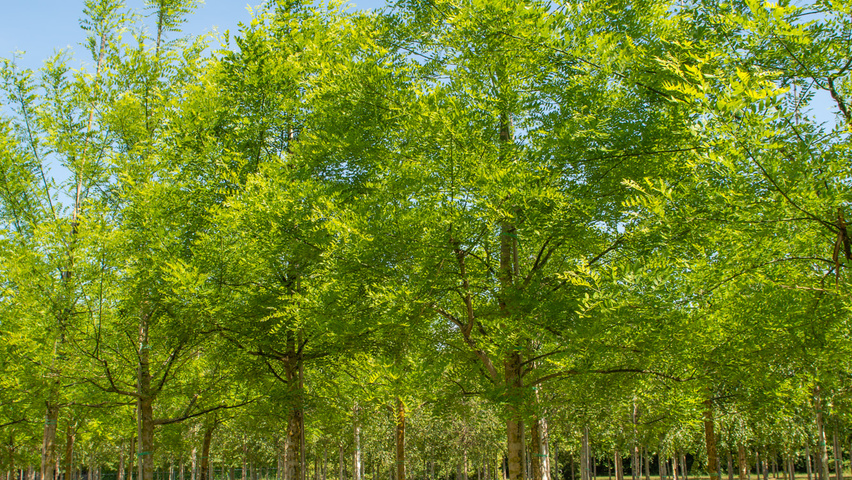 Styphnolobium japonicum var. pubescens pienne