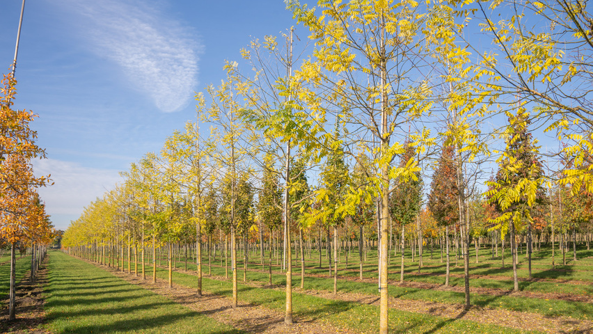 Styphnolobium japonicum var. pubescens pienne