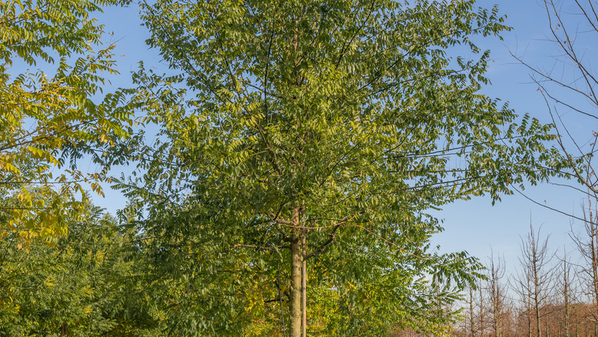 Styphnolobium japonicum var. pubescens pienne