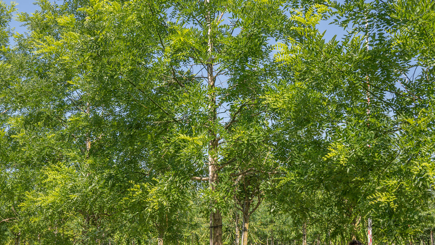 Styphnolobium japonicum var. pubescens pienne
