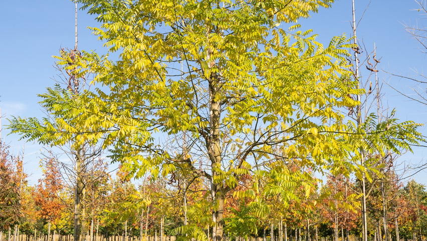 Styphnolobium japonicum var. pubescens pienne