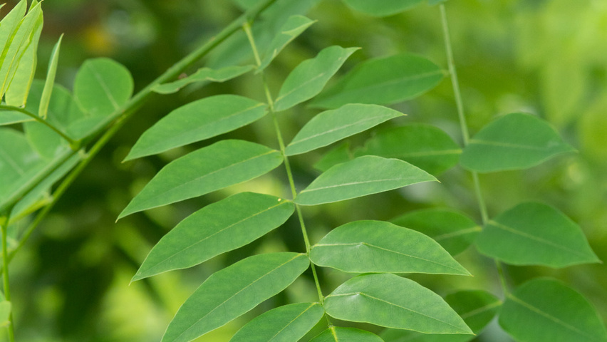 Styphnolobium japonicum var. pubescens liście