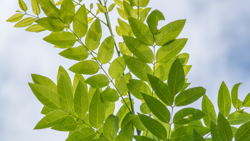 Styphnolobium japonicum var. pubescens liście
