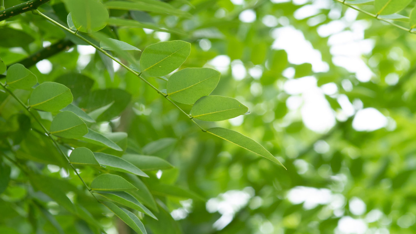 Styphnolobium japonicum var. pubescens liście