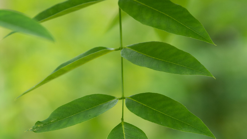Styphnolobium japonicum var. pubescens liście