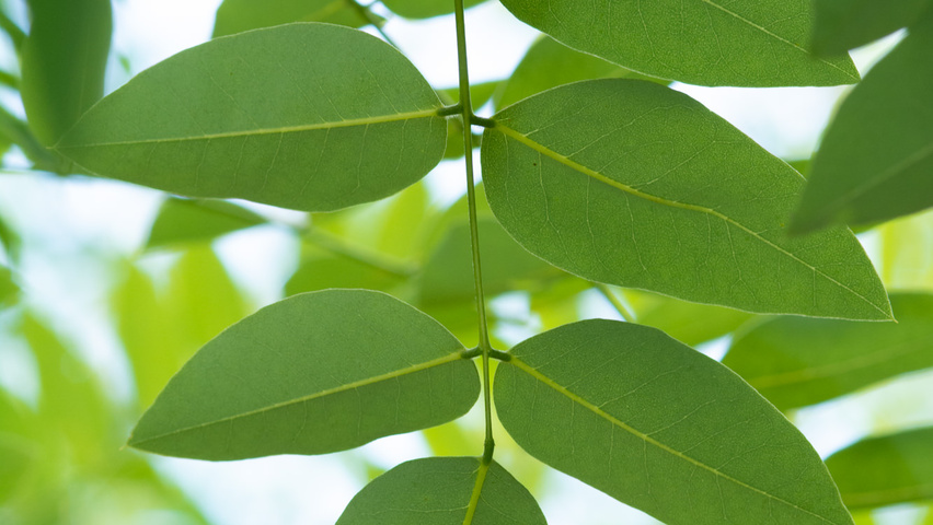 Styphnolobium japonicum var. pubescens liście