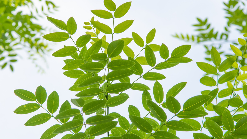 Styphnolobium japonicum var. pubescens liście
