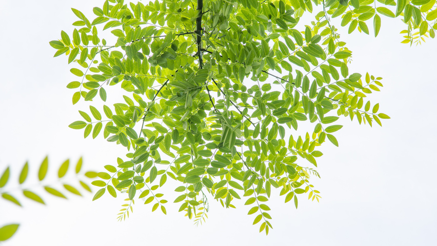 Styphnolobium japonicum var. pubescens liście