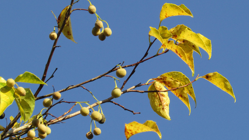 Styrax japonicus autumn leaves