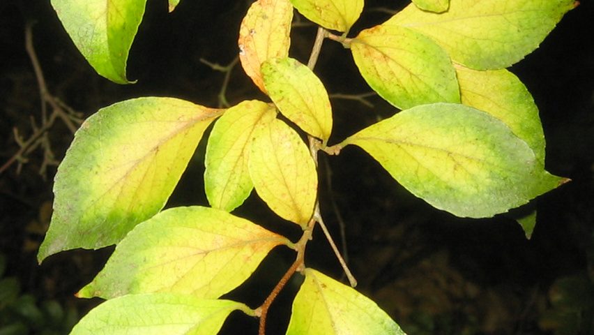 Styrax japonicus autumn leaves