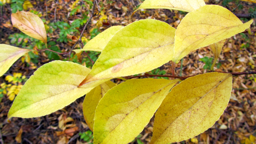 Styrax japonicus autumn leaves