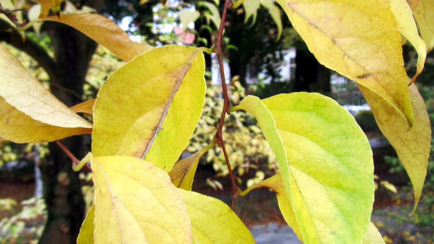 Styrax japonicus autumn leaves