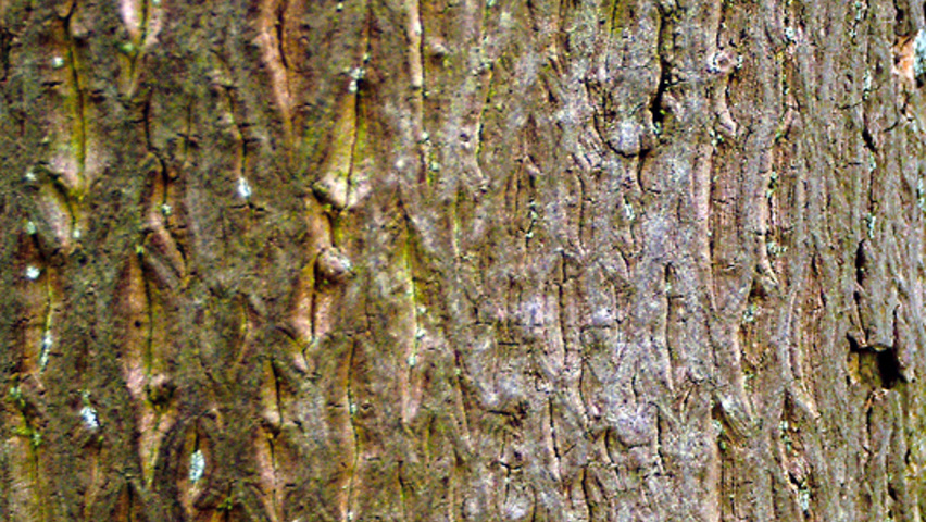 Styrax japonicus bark