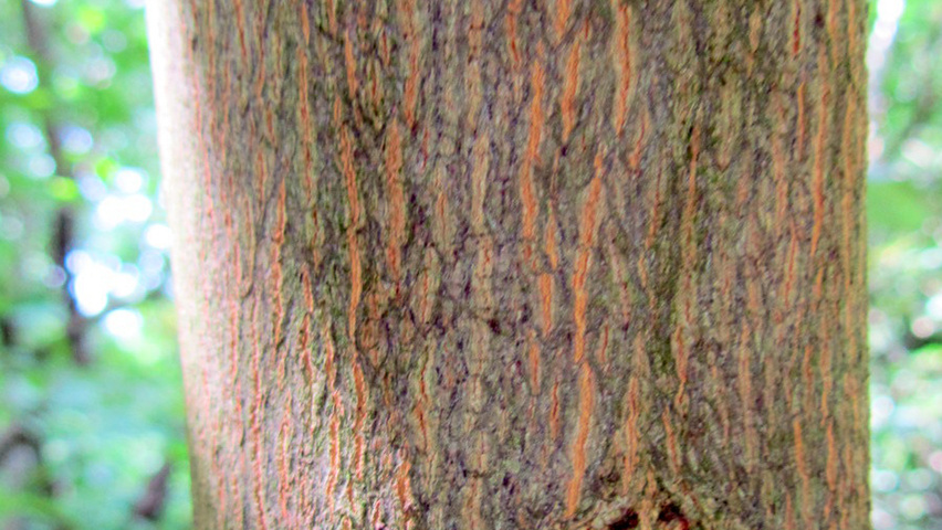 Styrax japonicus bark