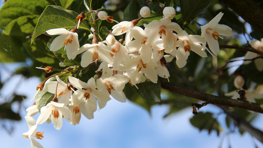 Styrax japonicus flowers