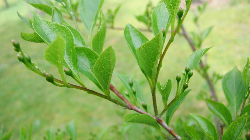 Styrax japonicus flowers