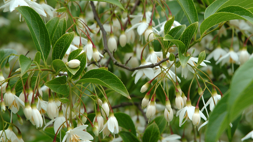 Styrax japonicus flowers