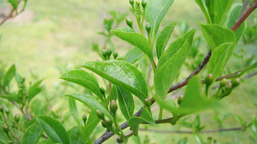 Styrax japonicus flowers