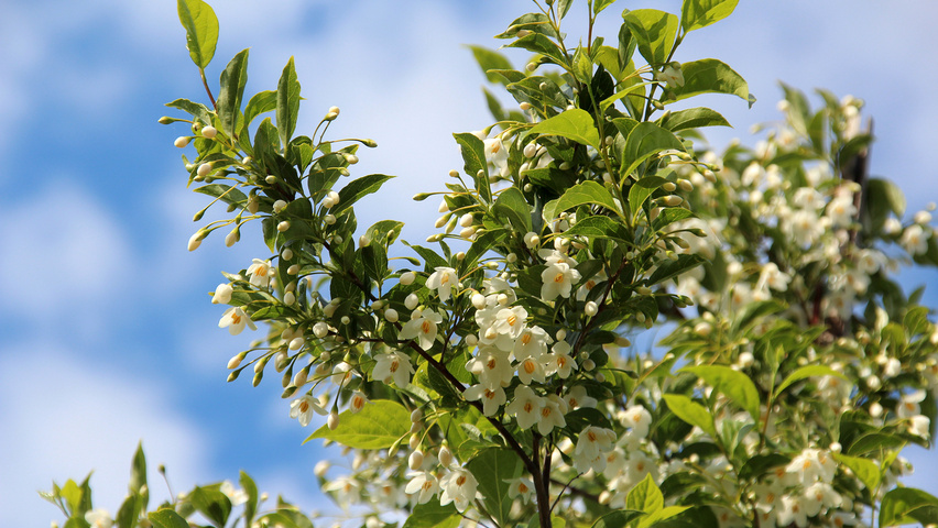 Styrax japonicus flowers