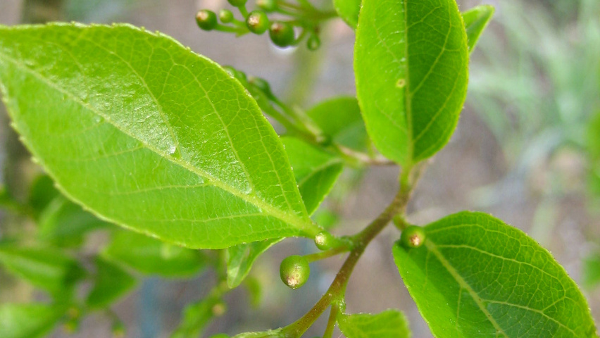 Styrax japonicus flowers