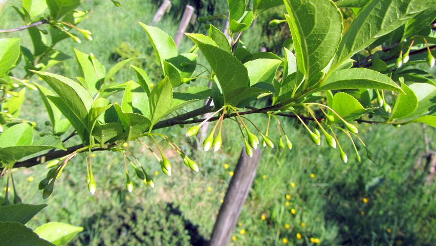 Styrax japonicus flowers