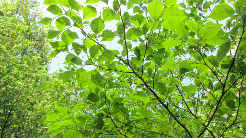 Styrax japonicus flowers