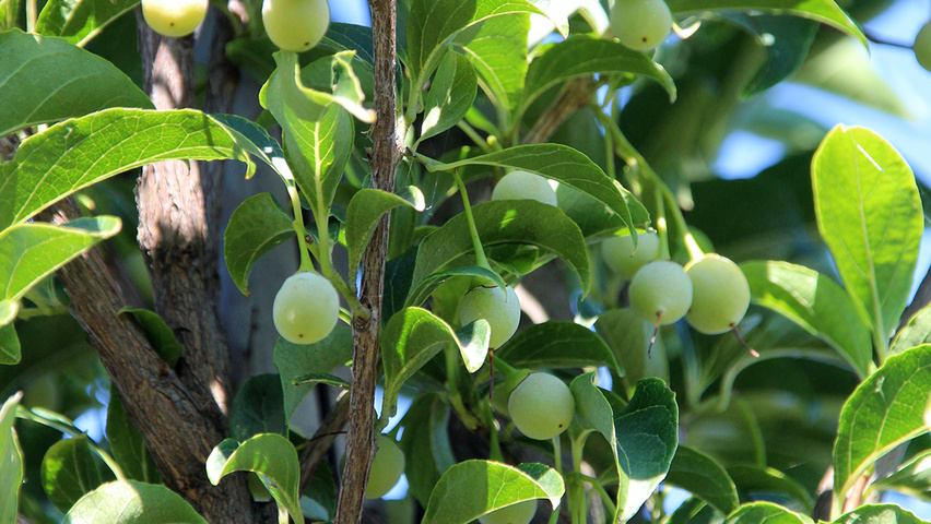 Styrax japonicus fruits