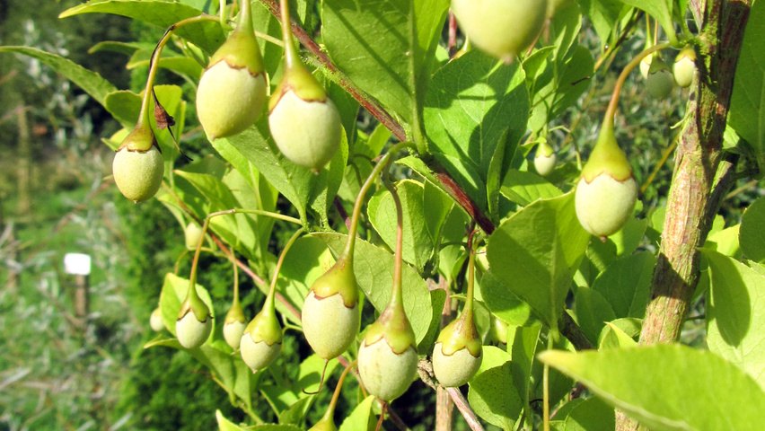 Styrax japonicus fruits