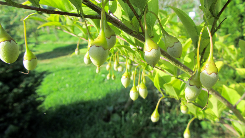 Styrax japonicus fruits