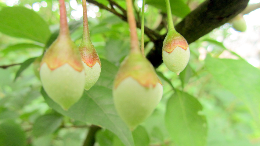 Styrax japonicus fruits