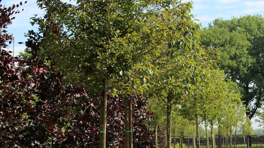 Styrax japonicus standard tree