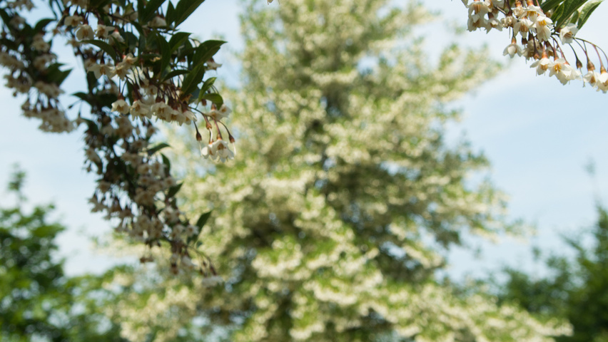 Styrax japonicus standard tree