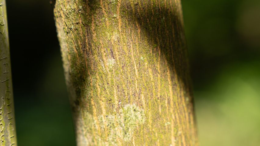 Styrax japonicus 'June Snow' Rinden