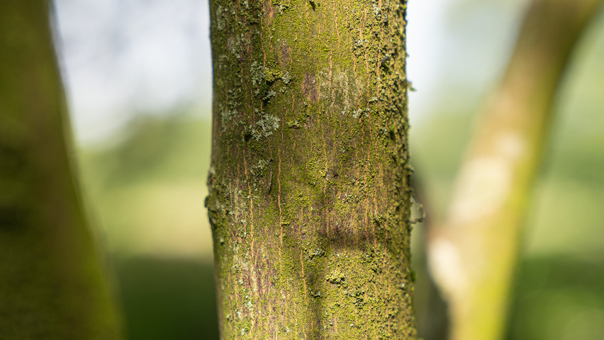 Styrax japonicus 'June Snow' Rinden