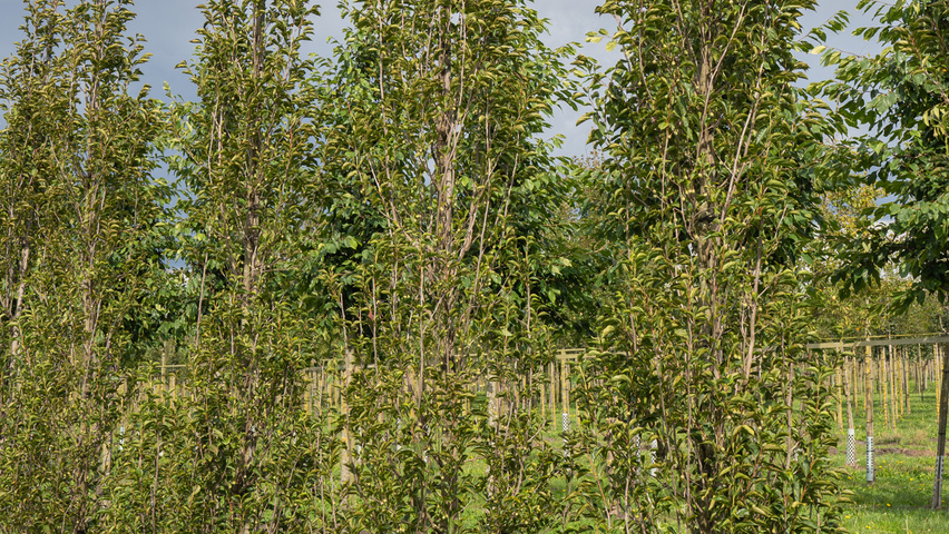 Styrax japonicus 'June Snow' Stammbüsche