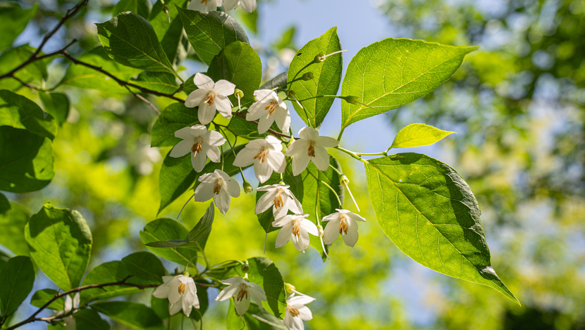 Styrax japonicus 'June Snow' Blumen