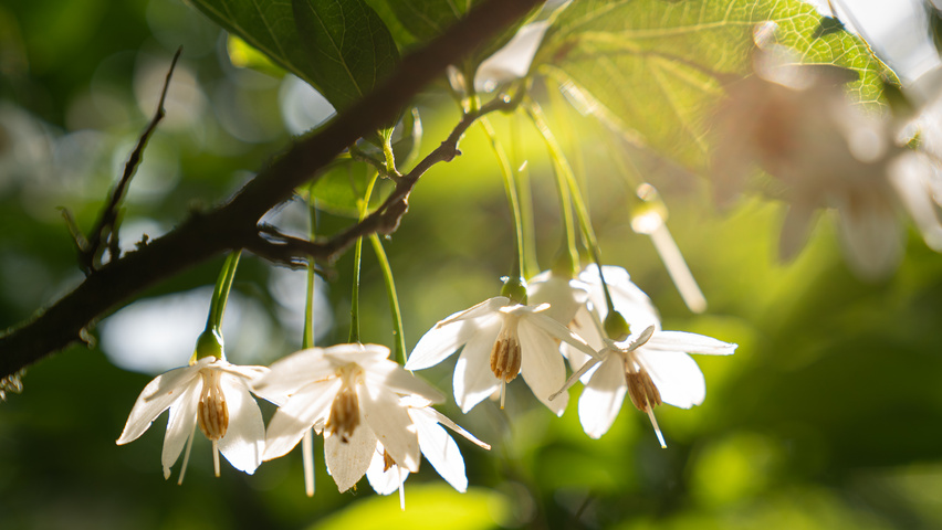 Styrax japonicus 'June Snow' Blumen