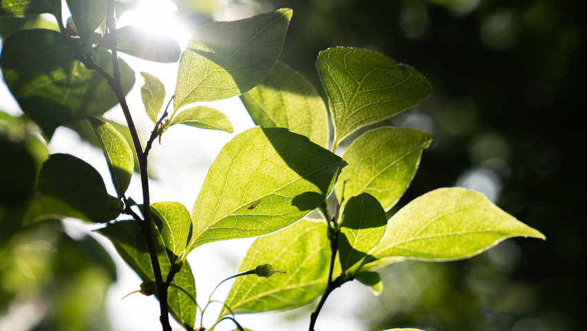 Styrax japonicus 'June Snow' Blatt
