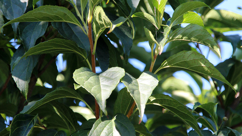 Styrax japonicus leaves