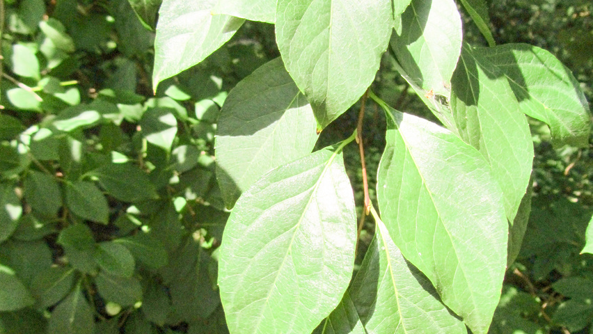 Styrax japonicus leaves